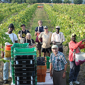 The team harvesting grapes