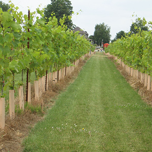 Grape vine field