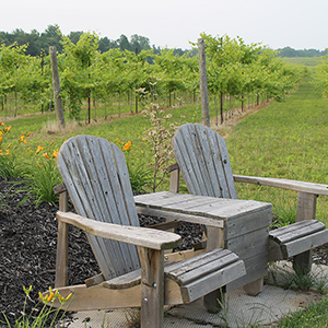 Chairs with grape vines in background