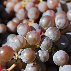 Frontenac Gris grapes