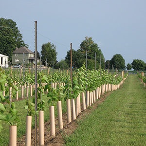 Young grape vines