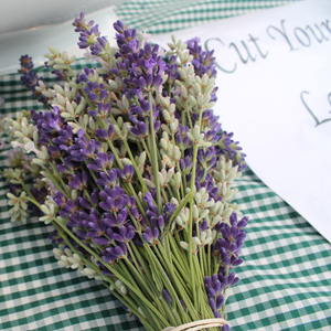 Lavender at 2015 LavenderFest